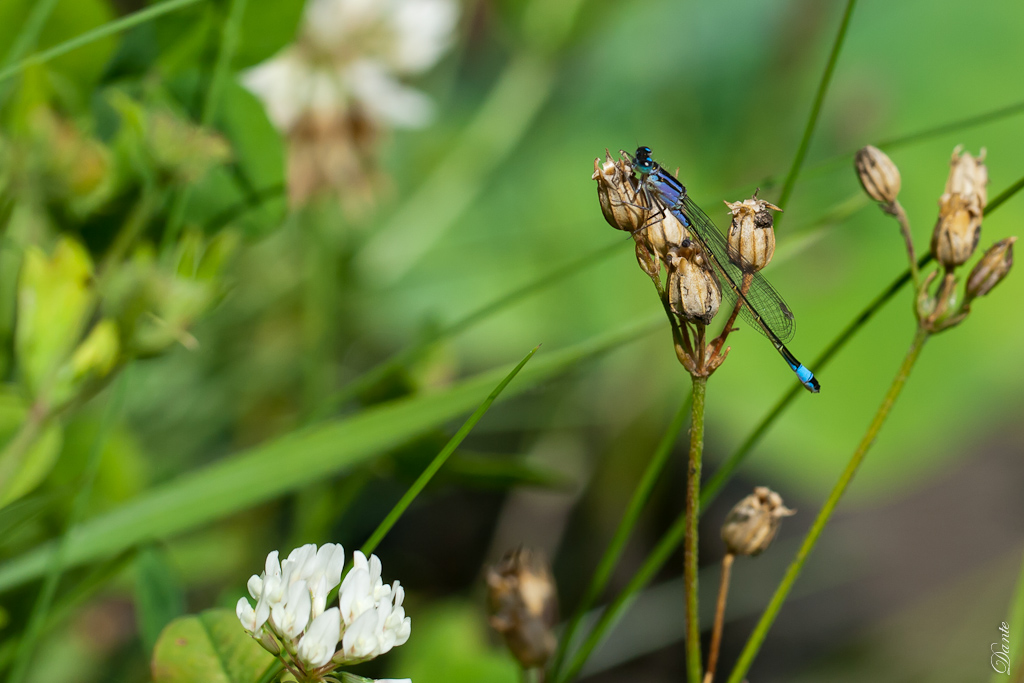 Protection ecran LCD-demoiselle-la-campagne-1549.jpg