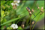 Protection ecran LCD-demoiselle-la-campagne-1549.jpg