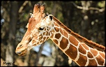 -img_7778-7.jpg