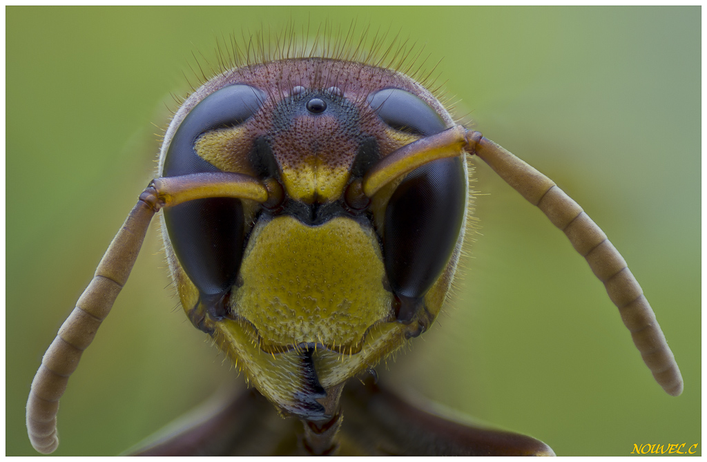 -vespa-crabro.jpg