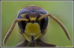 -vespa-crabro.jpg