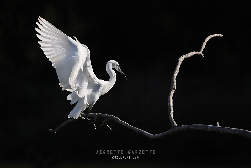 Speedlite-4242.jpg