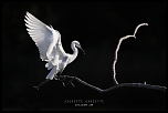 Speedlite-4242.jpg