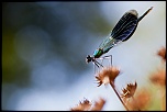 Caloptryx clatant mle (Calopteryx splendens)