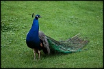 Salut a tous-_mg_1817-l.jpg