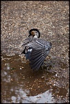 animaux