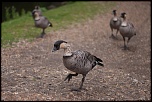 Salut a tous-_mg_1712-l.jpg