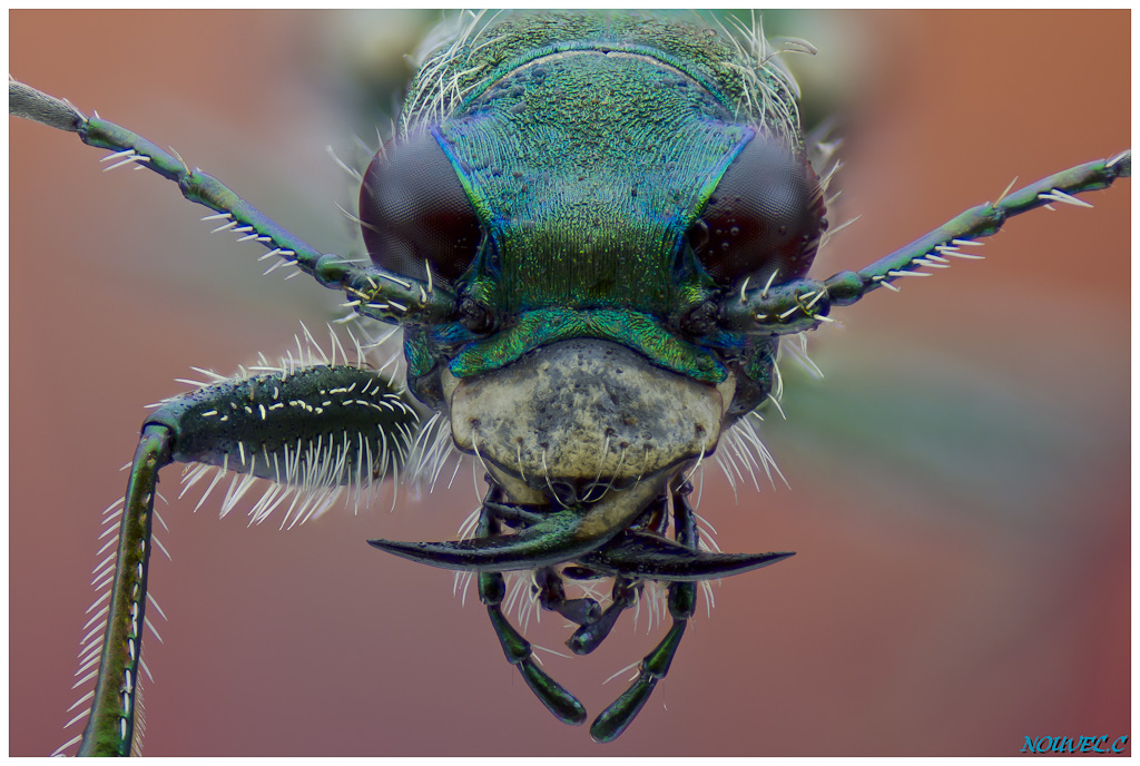 -cicindela-campestris.jpg