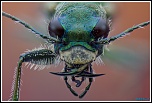 -cicindela-campestris.jpg