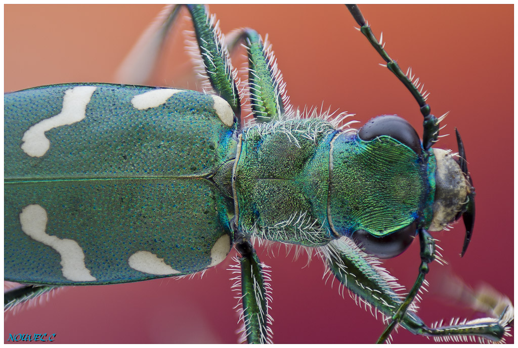 -cicindela-campestris-3.jpg