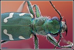 -cicindela-campestris-3.jpg