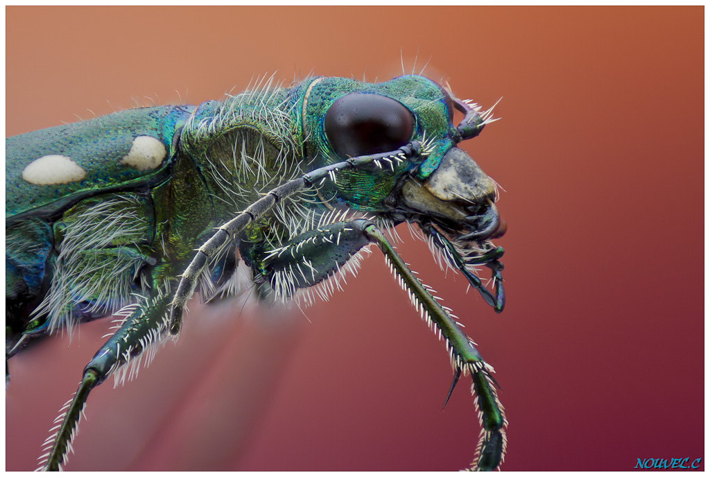 -cicindela-campestris-2.jpg