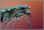 -cicindela-campestris-2.jpg