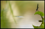 Salut a tous-img_7264.jpg