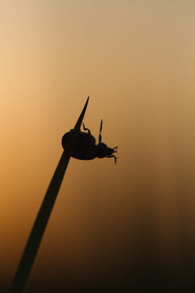 Salut a tous-img_1572.jpg
