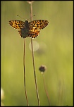 Salut a tous-img_5458.jpg