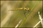 Salut a tous-img_6757.jpg