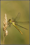 Salut a tous-img_6830.jpg