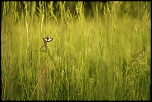 Salut a tous-img_5482.jpg