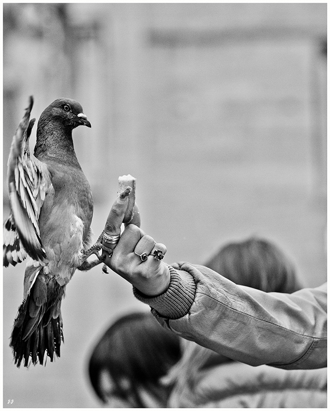 Salut a tous-img_2925.jpg