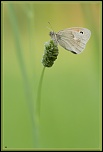 Salut a tous-img_3555.jpg