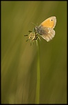 Salut a tous-img_5472.jpg
