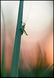 Salut a tous-img_2605.jpg
