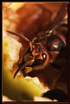 Salut a tous-img_2098.jpg