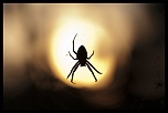 -img_9657.jpg