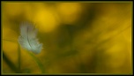 -img_9634.jpg
