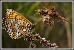 -img_1389.jpg