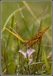 -img_4406.jpg