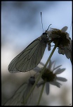 -img_2666.jpg