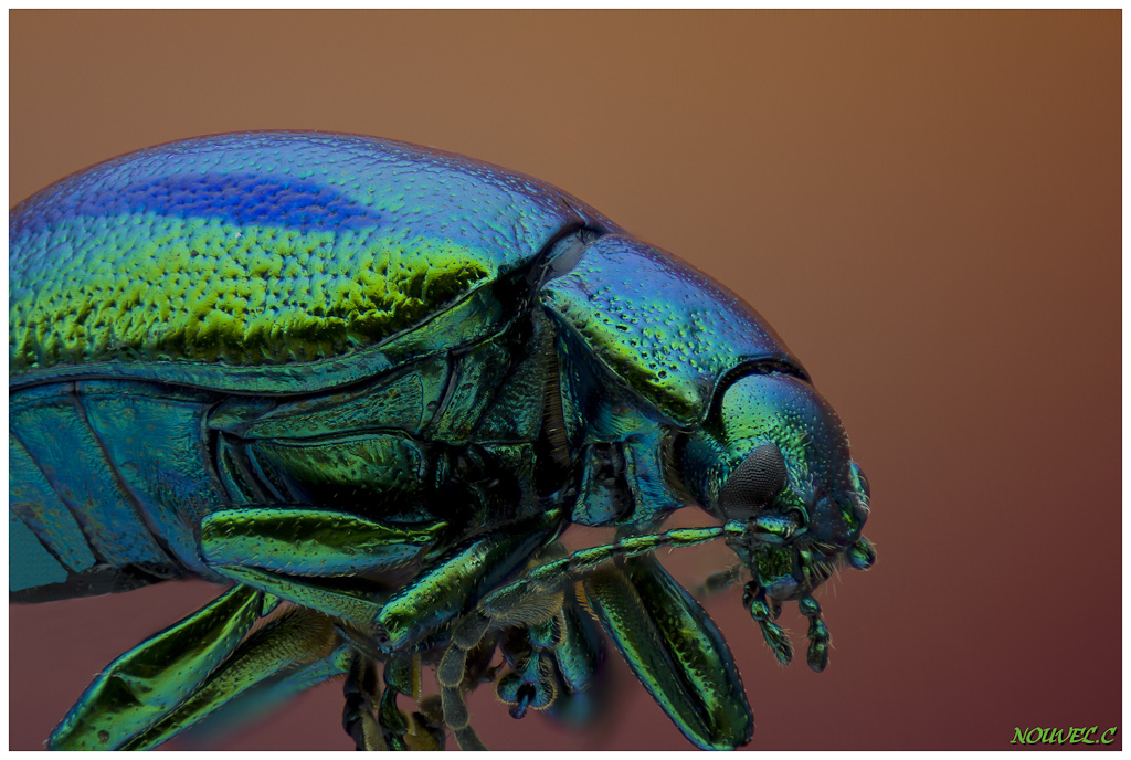 -chrysolina-herbacea.jpg