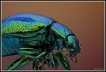 -chrysolina-herbacea.jpg