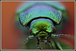 -chrysolina-herbacea-2.jpg