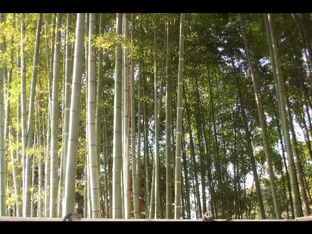 -foret-de-bambou-japon.jpg