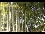 -foret-de-bambou-japon.jpg