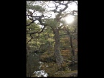 -jardin-du-temple-dargent-japon.jpg