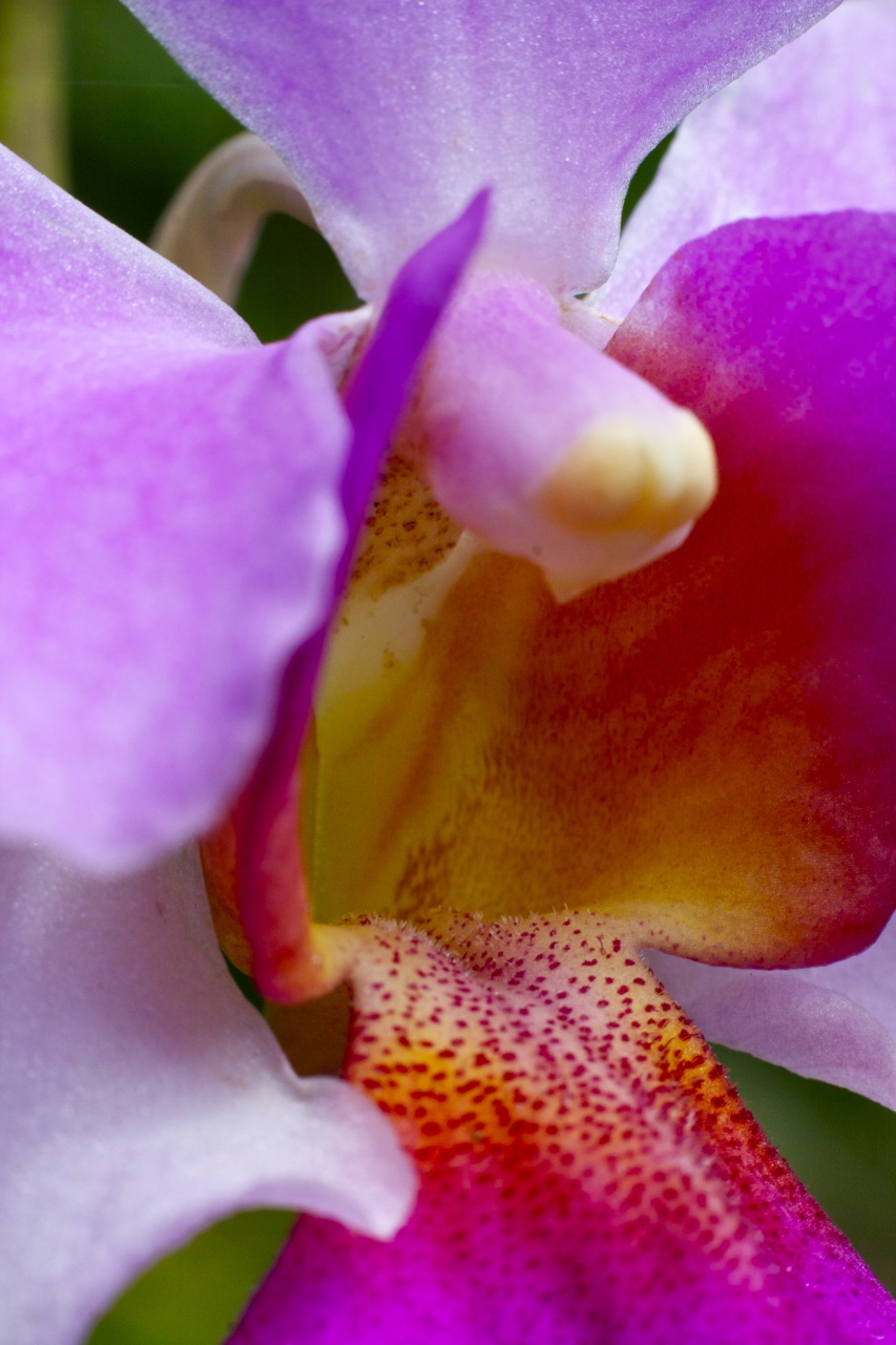 orchide