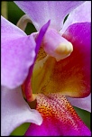 orchide