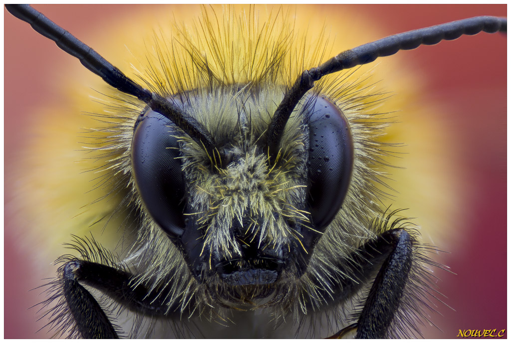 -bombus-pascuorum-2.jpg