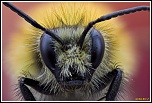 -bombus-pascuorum-2.jpg