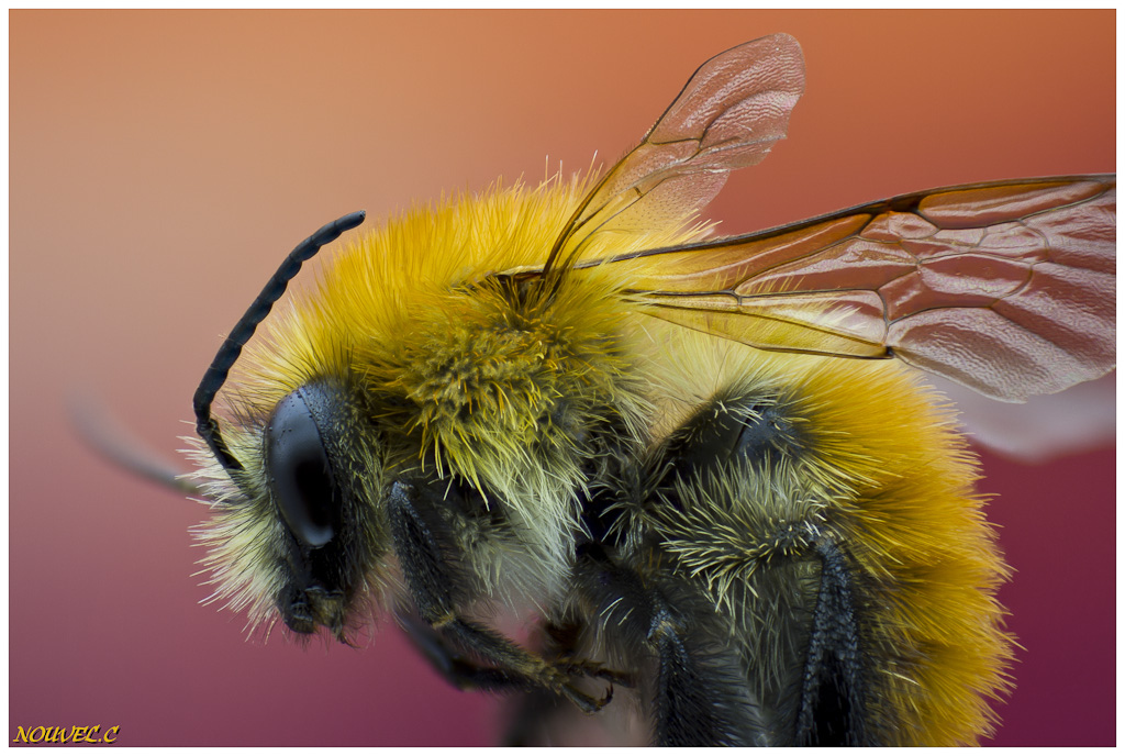 -bombus-pascuorum.jpg