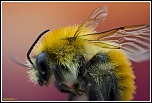 -bombus-pascuorum.jpg