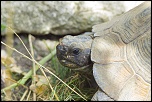 -tortoise2.jpg