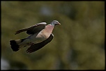 Que pensez-vous du 70-300 USM IS ?-1dly9435.jpg
