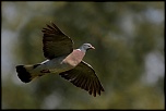 Que pensez-vous du 70-300 USM IS ?-1dly9434.jpg