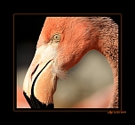 flamand