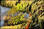 Lac